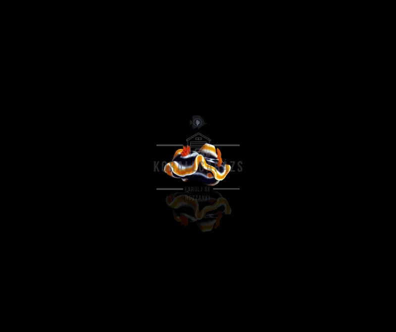 Chromodoris Magnifica
